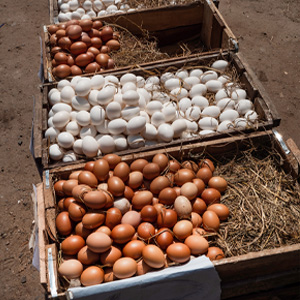 تخم مرغ اضافی در هر مرغ با مکمل اسانس طبیعی پونه کوهی